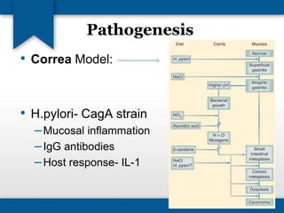 Pathogenesis 
• Correa Model: 
• H.pylori- CagA strain 
–Mucosal inflammation 
– IgG antibodies 
–Host response- IL-1 
 