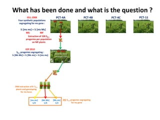Early generation selection in an intra population recurrent selection breeding program within a synthetic population 