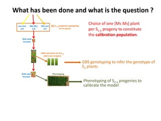 Early generation selection in an intra population recurrent selection breeding program within a synthetic population 