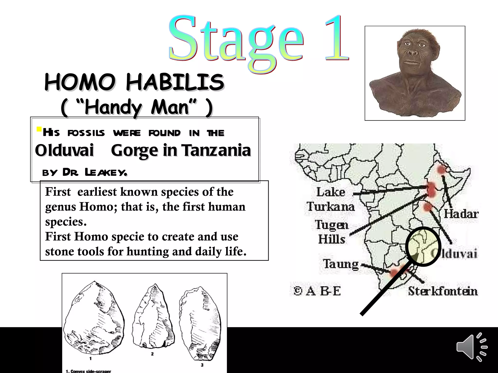 Stage 1 HOMO HABILIS   ( “Handy Man” ) His fossils were f ound in the  Olduvai  Gorge in Tanzania   by Dr. Leakey . First  earliest known species of the genus Homo; that is, the first human species.  First Homo specie to create and use stone tools for hunting and daily life. 