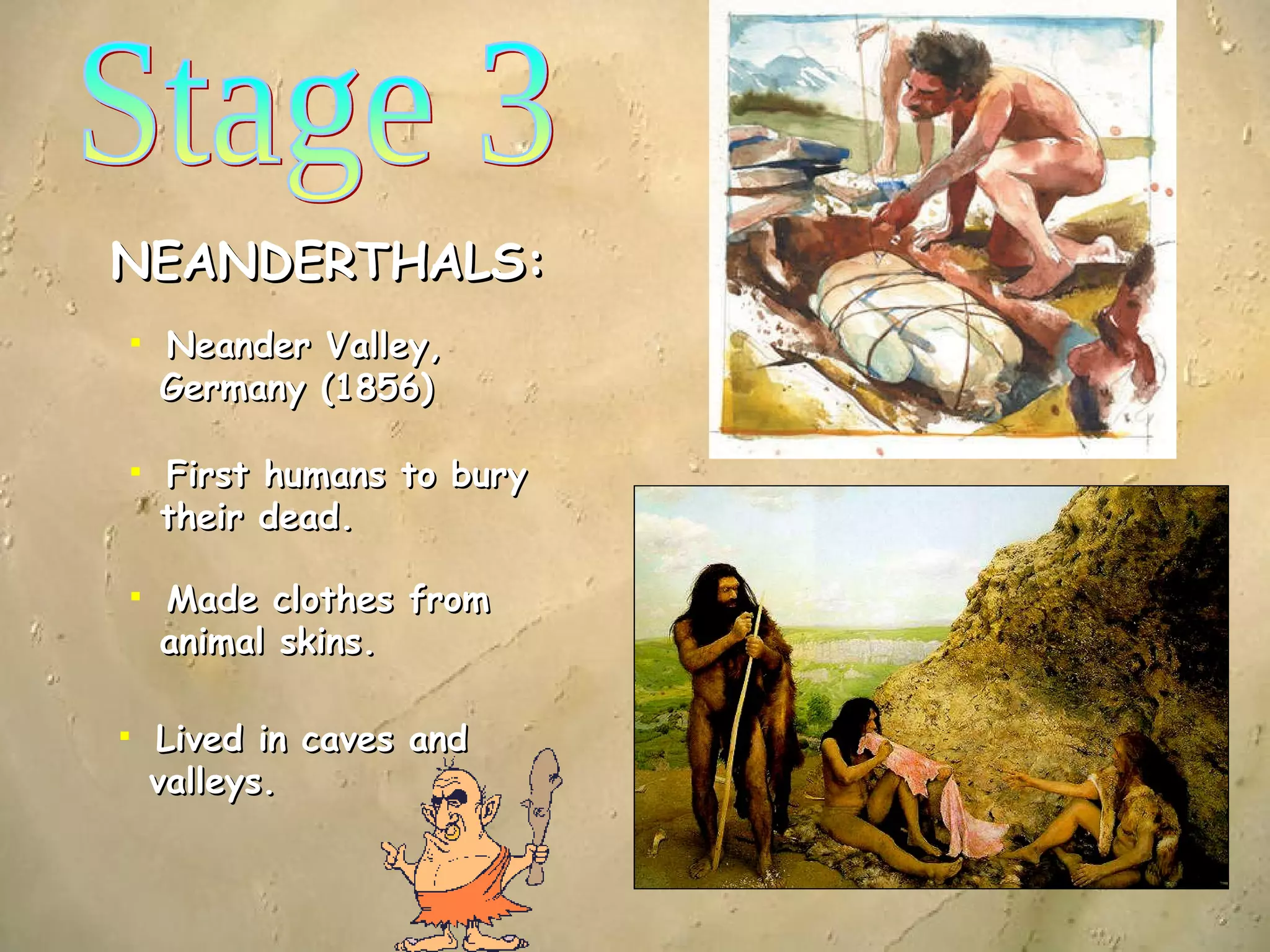 Stage 3 NEANDERTHALS: Neander Valley,    Germany (1856) First humans to bury   their dead. Made clothes from   animal skins. Lived in caves and   valleys.  