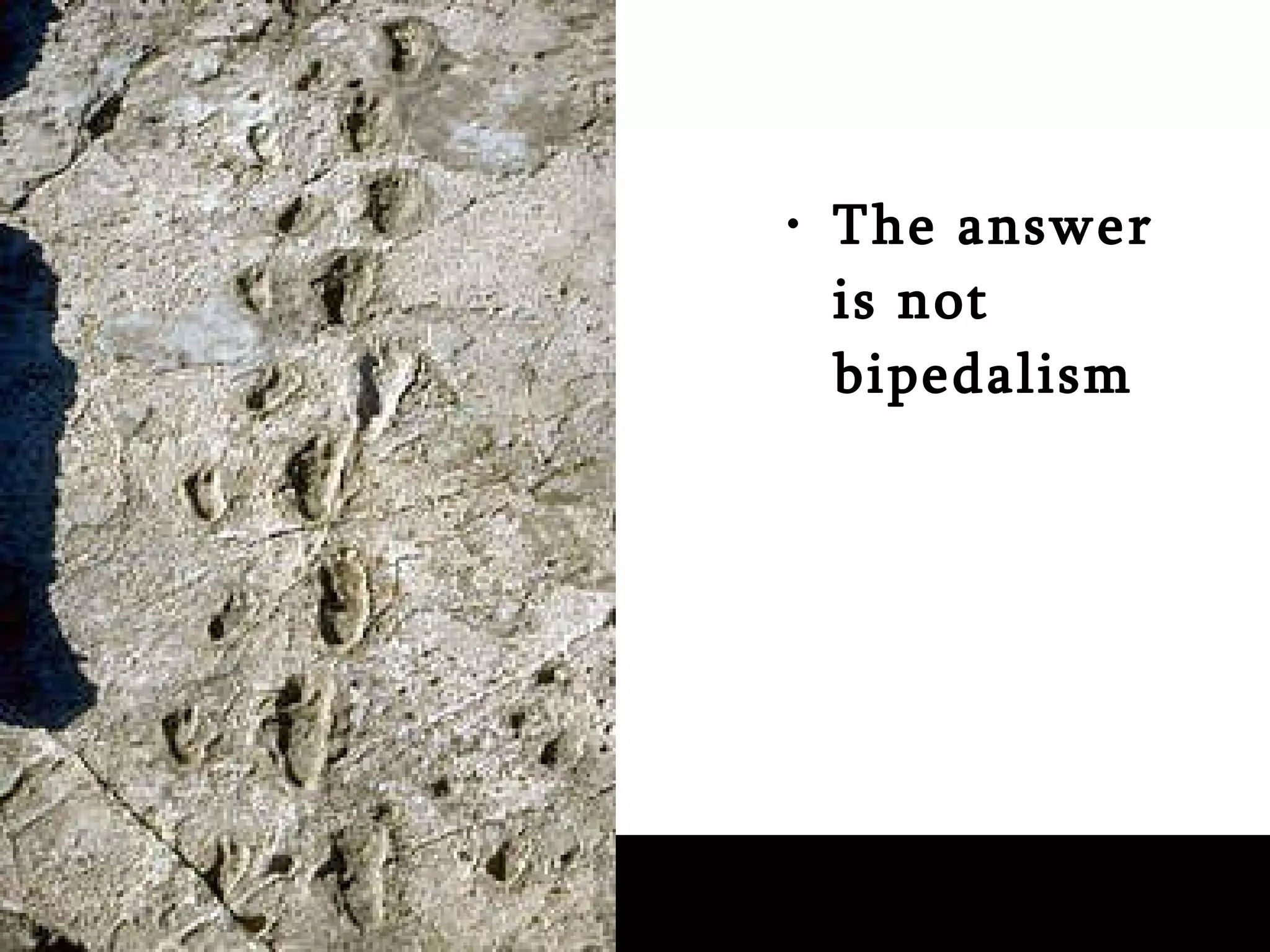 The answer is not bipedalism 