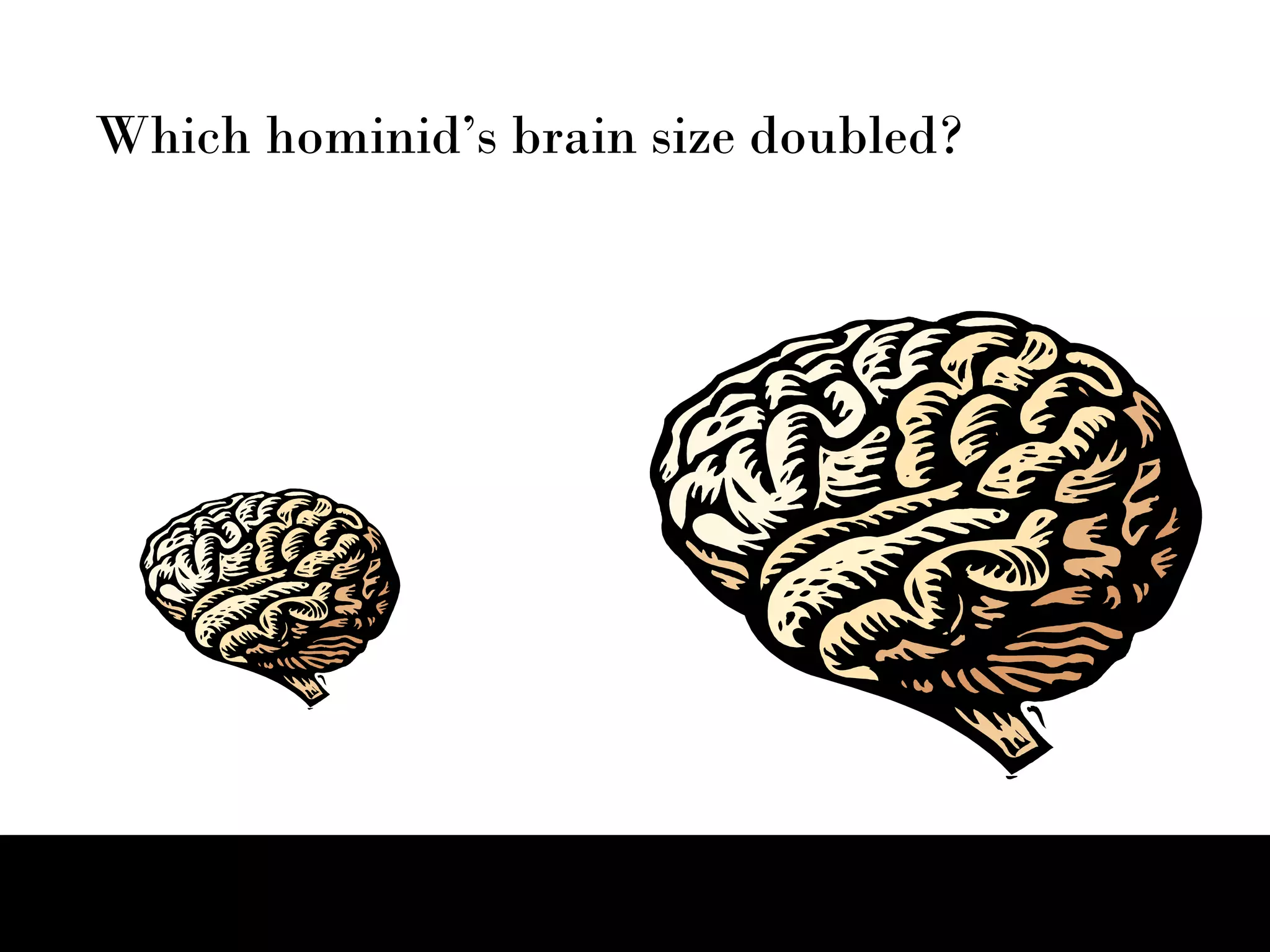 Which hominid’s brain size doubled? 