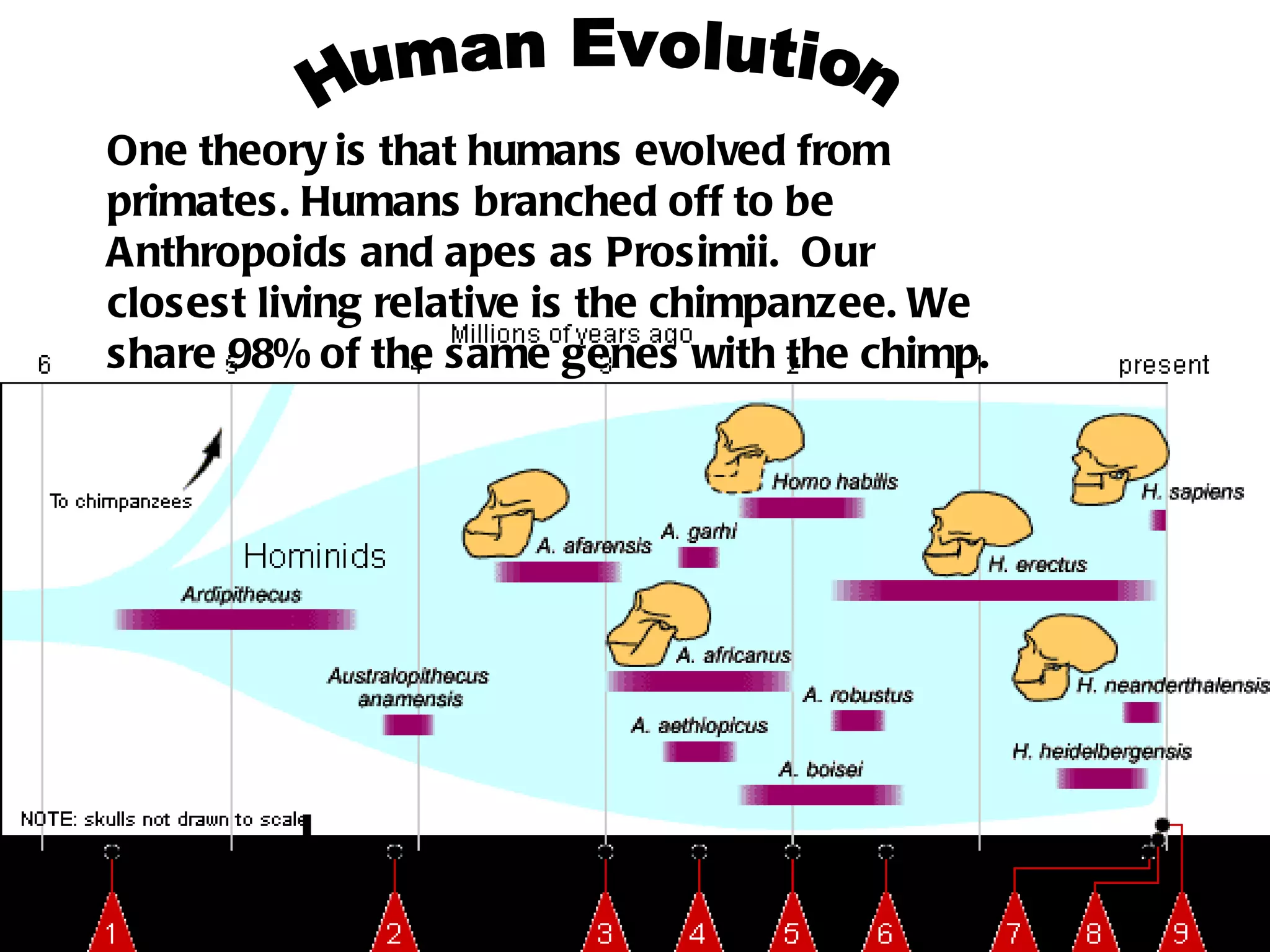 Primates Human Evolution One theory is that humans evolved from primates. Humans branched off to be Anthropoids and apes as Prosimii.  Our closest living relative is the chimpanzee. We share 98% of the same genes with the chimp. 