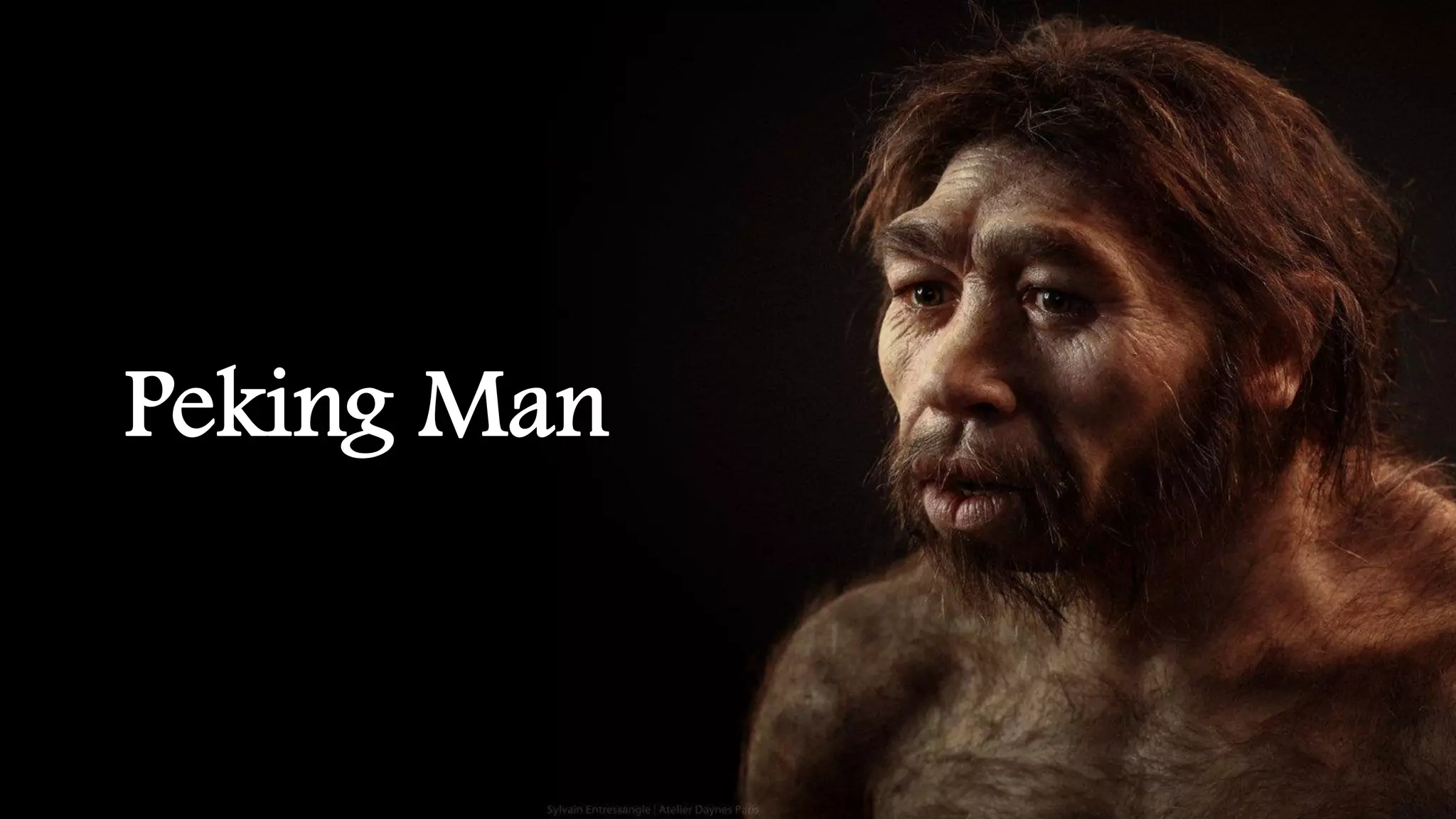 Early Humans: Stages of Biological and Cultural Evolution | PDF