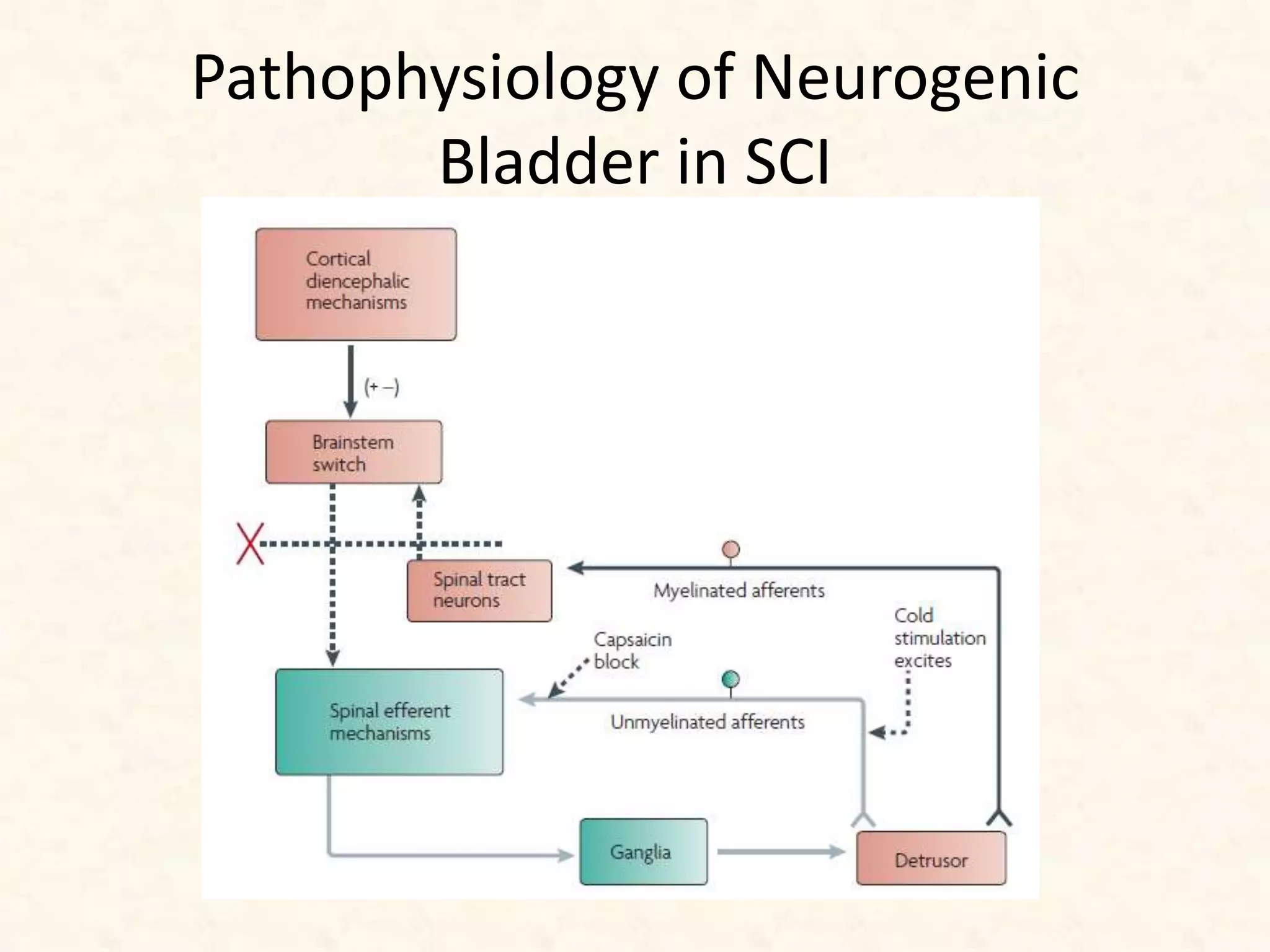 Pathophysiology of Neurogenic
Bladder in SCI
 