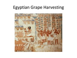 Egyptian Grape Harvesting 