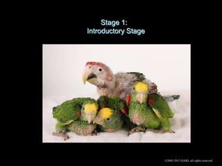 Stage 1:
Introductory Stage
©2005-2015 HARI, all rights reserved
 