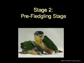Stage 2:
Pre-Fledgling Stage
©2005-2015 HARI, all rights reserved
 