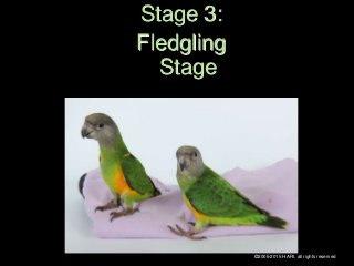 Stage 3:
Fledgling
Stage
©2005-2015 HARI, all rights reserved
 