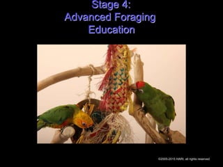 Stage 4:
Advanced Foraging
Education
©2005-2015 HARI, all rights reserved
 