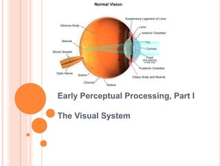 Early Perceptual Processing, Part IThe Visual System 