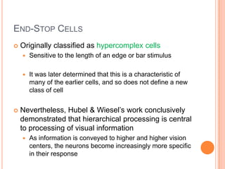 Hypercomplex Cell Lecture (Neuroscience) | PPTX