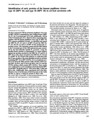 The EMBO Journal vol.6 no. 1 pp. 139- 144, 1987


Identification of early proteins of the human papilloma viruses
type 16 (HPV 16) and type 18 (HPV 18) in cervical carcinoma cells




K.Seedorf, T.Oltersdorf1, G.Krammer and W.Rowekamp                         have been divided into an early and late region by analogy to
Institute of Cell and Tumor Biology, and lInstitute for Virology, German
                                                                           the polyoma and Simian virus 40 genome. The late region con-
Cancer Research Center, Im Neuenheimer Feld 280, D-6900 Heidelberg,        tains two open reading frames (ORF) LI and L2 which code for
FRG                                                                        viral structural proteins (reviewed by Danos et al., 1984).
Communicated by H.zur Hausen                                                  Information about the function of early genes of papilloma
                                                                           viruses originates almost exclusively from in vitro transfection
We have sequenced 1730 bp of human papilloma virus type                    experiments with BPV 1: the ORF E6 and E5 have been shown
18 (HPV 18) DNA containing the open reading frames (ORW)                   to encode transforming proteins (Schiller et al., 1984; Yang et
E6, E7, the N-terminal part of El and, additionally, 120 bp                al., 1985; Schiller et al., 1986). Transforming activity of BPV 1
of the N-terminal part of Li. Based on these sequencing data,              DNA is also influenced by ORF E2 which encodes a trans-
together with the human papilloma virus type 16 (HPV 16)                   activating factor (Spalholz et al., 1985). Genetic studies using
DNA sequence published recently, we identified and cloned                  a mutated ORF of BPV 1 indicate that the El gene product ap-
the ORF E6, E7, El and Li of HPV 18 and the ORF E6,                        pears to maintain BPV 1 DNA in the episomal state, while the
E7, El, E4, E5, L2 and Li of HPV 16 into prokaryotic ex-                   E7 gene product controls replication of the episomes to a high
pression vectors. The expression system used provides fusions              copy number (Lusky and Botchan, 1984; Sarver et al., 1984;
to the N-terminal part of the MS2 polymerase gene control-                 Lusky and Botchan, 1985). Recently two gene products of the
led by the heat-inducible lambda PL promoter. Using the                    ORF E4 have been demonstrated as a 16/17-kd doublet in warts
purified fusion proteins as immunogens we raised antisera                  induced by HPV la (Doorbar et al., 1986). The E6 protein of
against the proteins encoded by the ORF E6, E7 and El of                   BPV 1 has been identified in the nuclear and membrane frac-
HPV 18 as well as those encoded by the ORF E6, E7, E4 and                  tions of mouse cells transfected with cloned BPV 1 DNA, while
Li of HPV 16. By Western blot analysis we could show that                  an E5 protein could be demonstrated in the cellular membrane
the E7 gene product is the most abundant protein in cell lines             fraction (Androphy et al., 1985; Schlegel et al., 1986).
containing HPV 16 or HPV 18 DNA. It is a cytoplasmic pro-                     However, no early human papilloma virus protein could be
tein of 15 kd in the SiHa and the CaSki cell lines which con-              demonstrated in papillomas, carcinomas, cell lines derived from
tain HPV 16 DNA, and 12 kd in the HeLa, the C4-1 and the                   carcinomas or in premalignant lesions, with the exceptions of
SW756 cell lines which contain HPV 18 DNA. These results                   the E4 protein from HPV la (Doorbar et al., 1986) and the E7
were confmned by in vitro translation of hybrid-selected HPV               protein from HPV 16, which was recently identified in the CaSki
16 and HPV 18 specific poly(A)+ RNA from SiHa, CaSki and                   cell line as a 20-kd protein (Smotkin and Wettstein, 1986). The
HeLa cells. Additionally, these experiments led to the iden-               failure to detect additional viral proteins has been hampered by
tification of an 11-kd E6 and a 10-kd E4 protein in the CaSki              the lack of viral propagation systems and appropriate antisera.
cell line as well as a 70-kd El protein in HeLa cells.                        Here we report the identification of an E6, E7 and E4 protein
Key words: HPV 16 and HPV 18 early proteins/human cervical                 of HPV 16 and an E7 and El protein of HPV 18. To identify
carcinoma cell lines/expression vectors/antibodies                         these gene products from the early and late regions of HPV 16
                                                                           and the HPV 18 genomes we subcloned the ORF E6, E7, El,
                                                                           E4, E5, L2, LI of HPV 16 and E6, E7, El and LI of HPV 18
Introduction                                                               into prokaryotic expression vectors and raised antisera against
DNA of human papilloma virus (HPV) type 16 and type 18 has                 selected proteins expressed in Escherichia coli. We used these
been found in the majority of human genital carcinomas suppor-             antisera to characterize viral gene products in cell lines derived
ting the concept that papilloma viruses are a key factor in the            from cervical carcinomas.
etiology of these tumors (for review see zur Hausen and
Schneider, 1987). HPV DNA has also been detected in cell lines             Results
derived from cervical cancers: HPV 16 DNA in the cell lines
CaSki and SiHa, HPV 18 DNA in HeLa, C4-1 and SW756                         Nucleotide sequence of the early region of HPV 18 and identifi-
(Boshart et al., 1984; Schwarz et al., 1985; Yee et al., 1985;             cation of open reading frames
Pater and Pater, 1985). Since tissue culture systems susceptible           Since the general organization of the HPV 18 genome was known
to transformation by human papilloma viruses are not presently             (for details see Boshart et al., 1984), we cloned four fragments
available, these cell lines provide unique systems to study the            [the 1.5-kb and 2.7-kb XbaI, the 2.5-kb BamHI-HindIlI and
expression of HPV 16 and HPV 18 genes in cells derived from                the 1.3-kb BamHI fragments (see Figure lb)] into the plasmid
human tumors.                                                              pUC19. Progressive deletions of the 1.5-kb fragment were ob-
   The complete DNA sequences of several papilloma virus                   tained by Bal31 digestion, after opening the plasmid at the 5'
genomes [e.g. HPV la, HPV 6b, HPV 11, HPV 16 and bovine                    end of the inserted XbaI fragment. Subsequently these deleted
papilloma virus type 1 (BPV 1)] have been reported recently                fragments were recloned, after cleavage with HindIfl, into
(Chen et al., 1982; Danos et al., 1982; Schwarz et al., 1983;              plasmid pUC8. Following this strategy overlapping sequence data
Seedorf et al., 1985; Dartmann et al., 1986). These viral genomes          were generated starting at the CAT-box defined as position 1

© IRL Press Limited, Oxford, England                                                                                                     139
 
