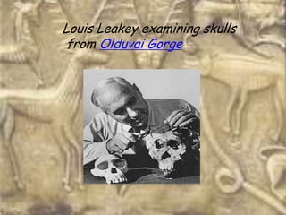 Louis Leakey examining skulls
 from Olduvai Gorge
 