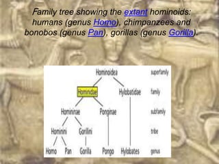 Family tree showing the extant hominoids:
  humans (genus Homo), chimpanzees and
bonobos (genus Pan), gorillas (genus Gorilla).
 