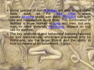  Some species of non-Primates are able to use stone
  tools,     such   as   the    Sea     Otter,  which
  breaks Abalone shells with them. Primates can both
  use and manufacture stone tools. This combination of
  abilities is more marked in apes and men, but only
  men, or more generally Hominans, depend on tool
  use for survival.
 The key anatomical and behavioral features required
  for tool manufacture, which are possessed only by
  Hominans, are the larger thumb and the ability to
  hold by means of an assortment of grips.
 