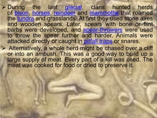  During the last glacial, clans hunted herds
  of bison, horses, reindeer and mammoths that roamed
  the tundra and grasslands. At first they used stone axes
  and wooden spears. Later, spears with bone or flint
  barbs were developed, and spear-throwers were used
  to throw the spear further and harder. Animals were
  attacked directly or caught in pitfall traps or snares.
 Alternatively, a whole herd might be chased over a cliff
  or into an ambush. This was a good way to build up a
  large supply of meat. Every part of a kill was used. The
  meat was cooked for food or dried to preserve it.
 