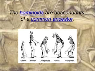 The hominoids are descendants
    of a common ancestor.
 