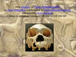 This cranium, of Homo heidelbergensis,
a Lower Paleolithic predecessor to Homo neanderthalensis
               and possibly Homo sapiens,
    dates to sometime between 500,000 to 400,000 BP.
 