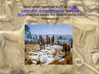 Many great mammals such as wooly
   mammoths, wooly rhinoceros, and cave
lions inhabited places like Siberia during the
                 Pleistocene
 