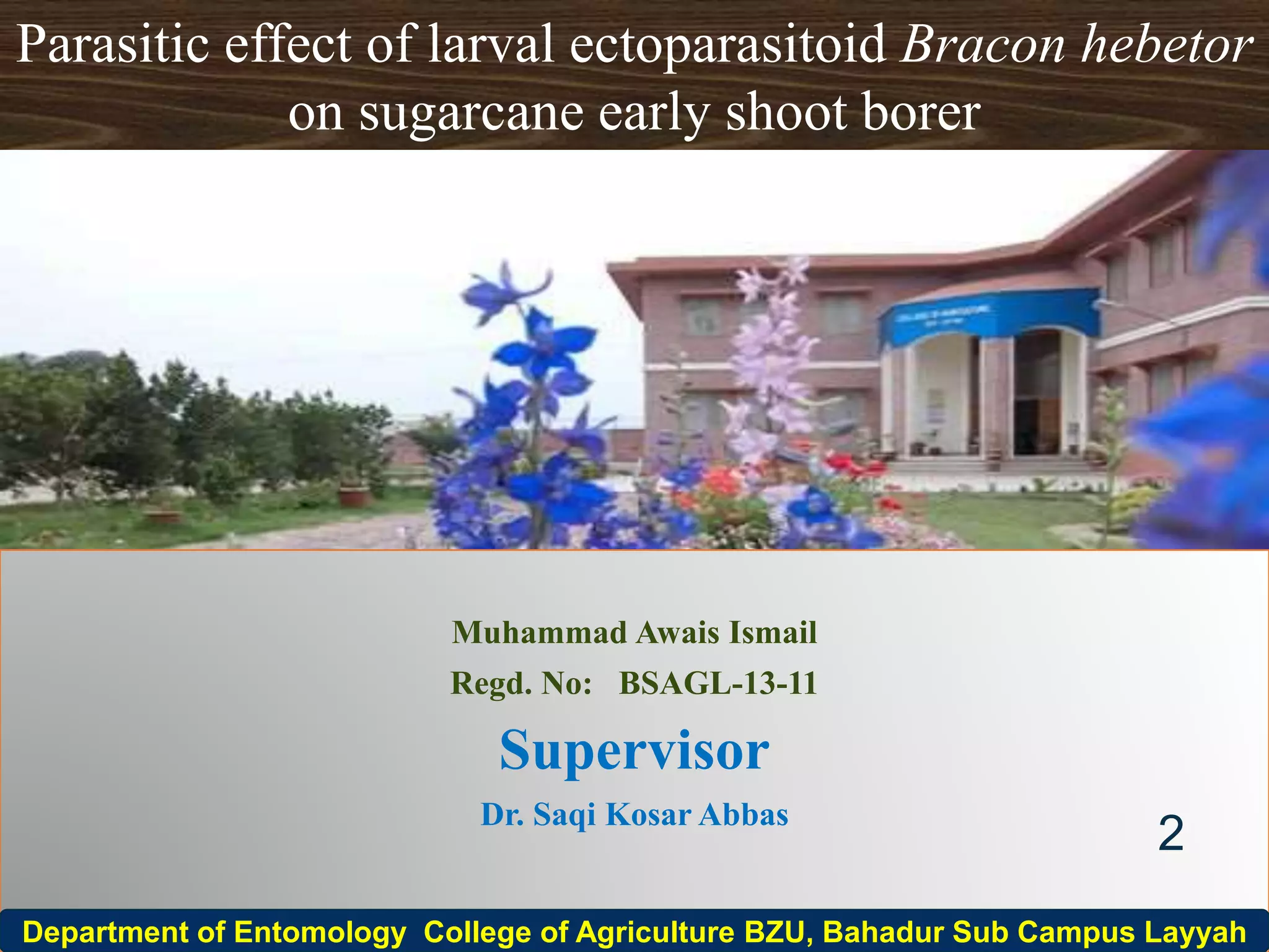 Ismail Layyah Early shoot borer | PPTX