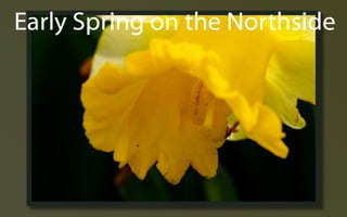 Early Spring ݺߣs
