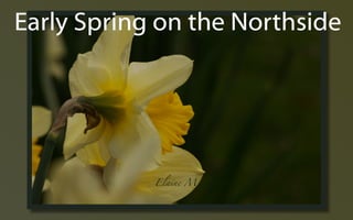 Early Spring ݺߣs