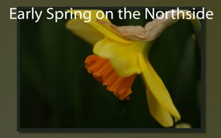 Early Spring ݺߣs