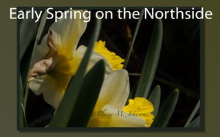 Early Spring ݺߣs