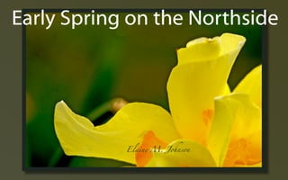 Early Spring ݺߣs