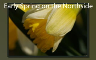 Early Spring ݺߣs