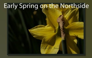 Early Spring ݺߣs