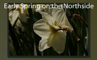 Early Spring ݺߣs