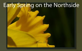 Early Spring ݺߣs
