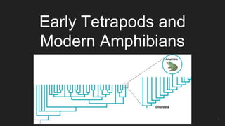 Early Tetrapods and
Modern Amphibians
1
 
