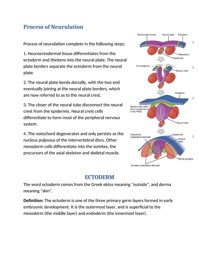 Early Vertebrate Development, NEURULATION, ECTODERM, MESODERM, ENDODERM ...