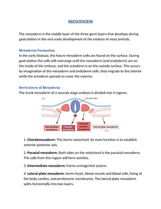 MESODERM
The mesoderm is the middle layer of the three germ layers that develops during
gastrulation in the very early development of the embryo of most animals.
Mesoderm Formation
In the early blastula, the future mesoderm cells are found on the surface. During
gastrulation the cells will rearrange until the mesoderm (and endoderm) are on
the inside of the embryo, and the ectoderm is on the outside surface. This occurs
by invagination of the mesoderm and endoderm cells; they migrate to the interior
while the ectoderm spreads to cover the exterior.
Derivatives of Mesoderm
The trunk mesoderm of a neurula stage embryo is divided into 4 regions.
1. Chordamesoderm: This forms notochord. Its main function is to establish
anterior posterior axis.
2. Paraxial mesoderm: Both sides on the notochord is the paraxial mesoderm.
The cells from this region will form somites.
3. Intermediate mesoderm: Forms urinogenital system.
4. Lateral plate mesoderm: forms heart, blood vessels and blood cells, lining of
the body cavities, extraembryonic membranes. The lateral plate mesoderm
splits horizontally into two layers.
 