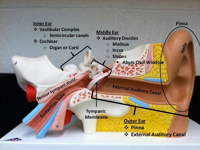 Ear models Ear models