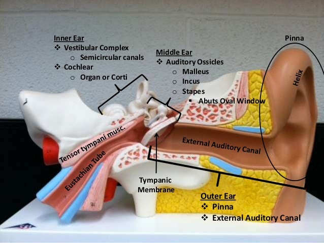 Ear models