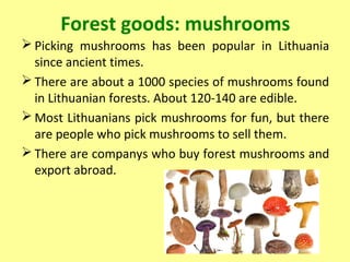 Forest goods: mushrooms
 Picking mushrooms has been popular in Lithuania
since ancient times.
 There are about a 1000 species of mushrooms found
in Lithuanian forests. About 120-140 are edible.
 Most Lithuanians pick mushrooms for fun, but there
are people who pick mushrooms to sell them.
 There are companys who buy forest mushrooms and
export abroad.
 