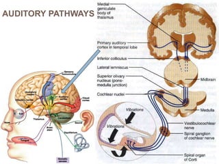 Auditory Processes EAR, NOSE AND THROAT.pptx
