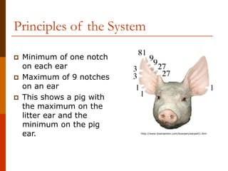earnotching of swineearnotching of swine | PDF