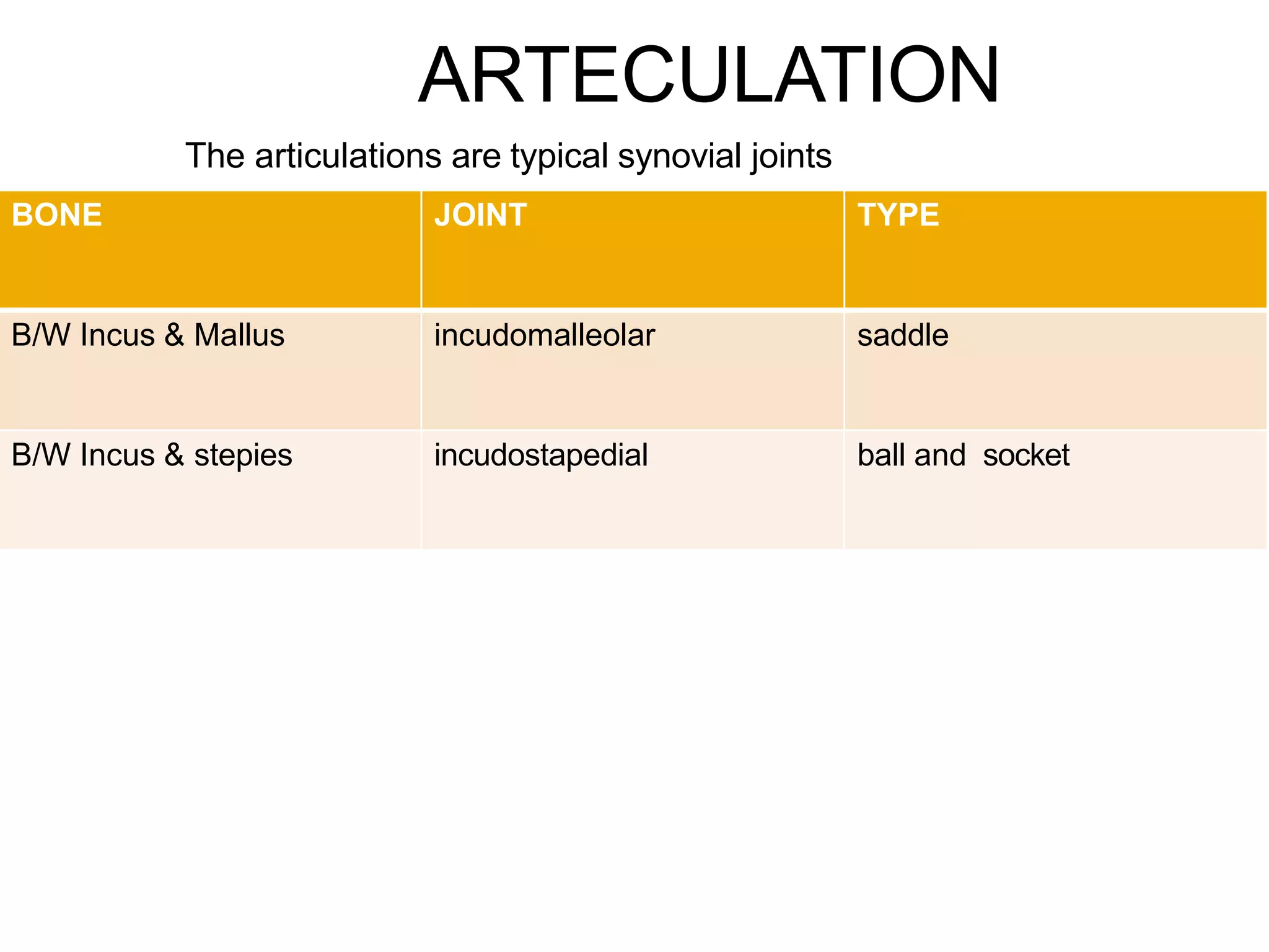 BONE JOINT TYPE
B/W Incus & Mallus incudomalleolar saddle
B/W Incus & stepies incudostapedial ball and socket
ARTECULATION
The articulations are typical synovial joints