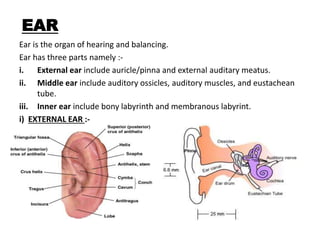 EAR
Ear is the organ of hearing and balancing.
Ear has three parts namely :-
i. External ear include auricle/pinna and external auditary meatus.
ii. Middle ear include auditory ossicles, auditory muscles, and eustachean
tube.
iii. Inner ear include bony labyrinth and membranous labyrint.
i) EXTERNAL EAR :-
 