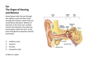 Ear
The Organ of Hearing
and Balance
Sound waves enter the ear through
the auditory canal and then travel
through the eardrum, where they are
converted to vibrations. Millions of
tiny hairs in the inner ear’s cochlea
convert the vibrations into electrical
nerve signals, which are sent to the
brain through the eustachian tube for
processing.



1.   Auditory canal
2.   Eardrum
3.   Cochlea
4.   Eustachian tube

Jo Marie S. Labial
 