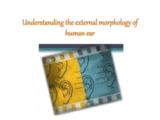 Understanding the external morphology of
human ear
 