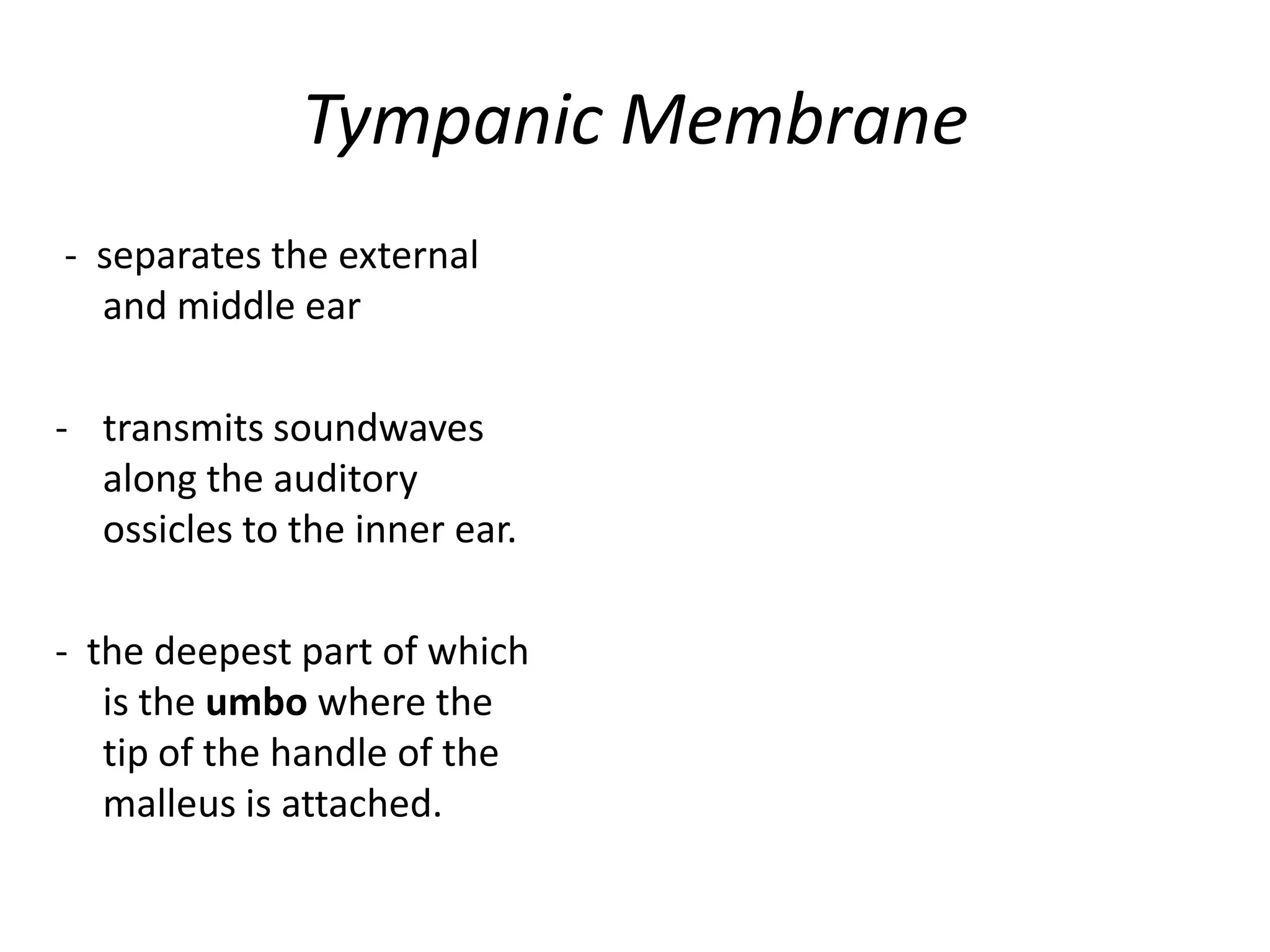 Tympanic Membrane
- separates the external
  and middle ear

- transmits soundwaves
  along the auditory
  ossicles to the inner ear.

- the deepest part of which
   is the umbo where the
   tip of the handle of the
   malleus is attached.
 