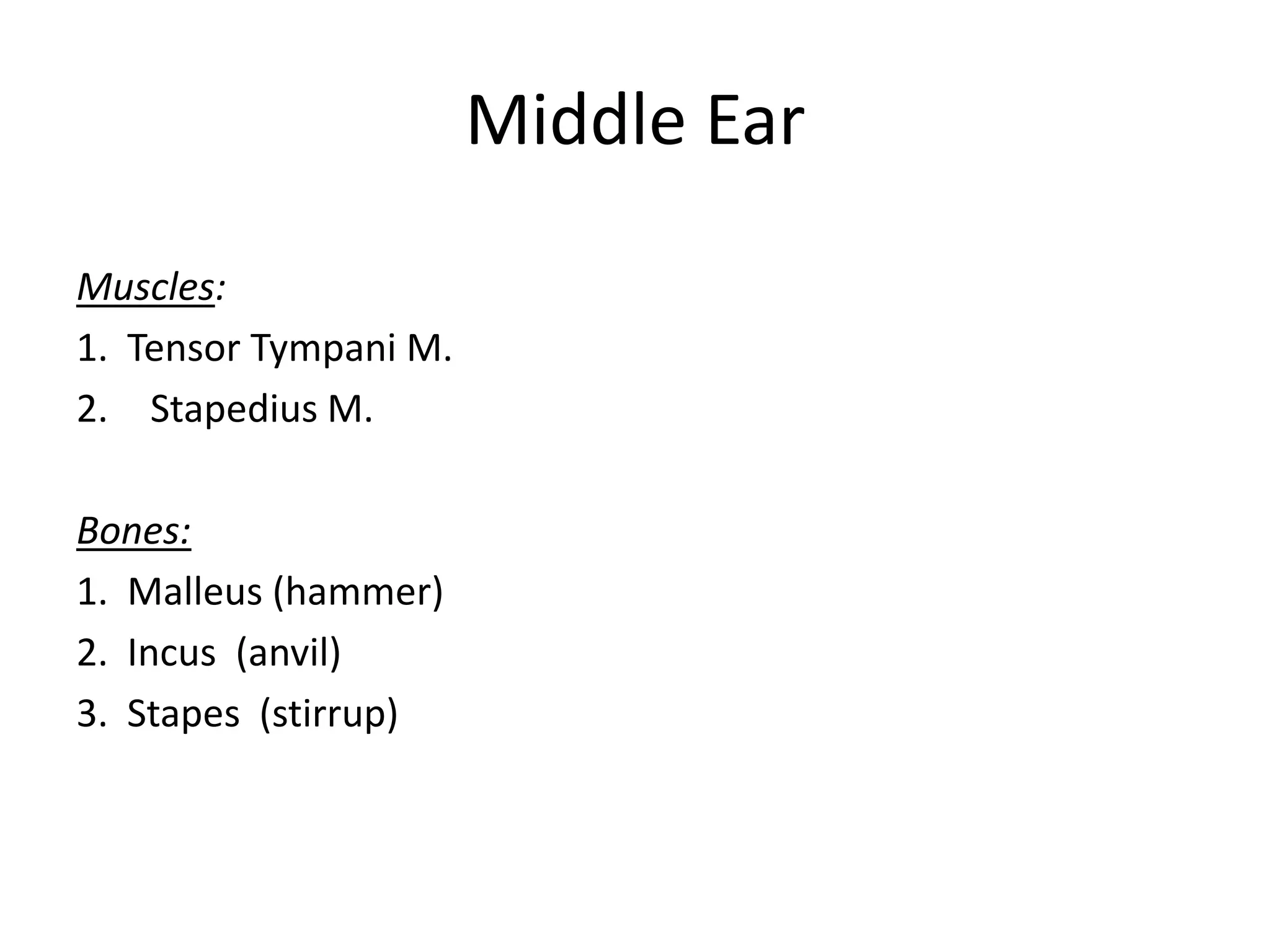 Middle Ear

Muscles:
1. Tensor Tympani M.
2. Stapedius M.

Bones:
1. Malleus (hammer)
2. Incus (anvil)
3. Stapes (stirrup)
 