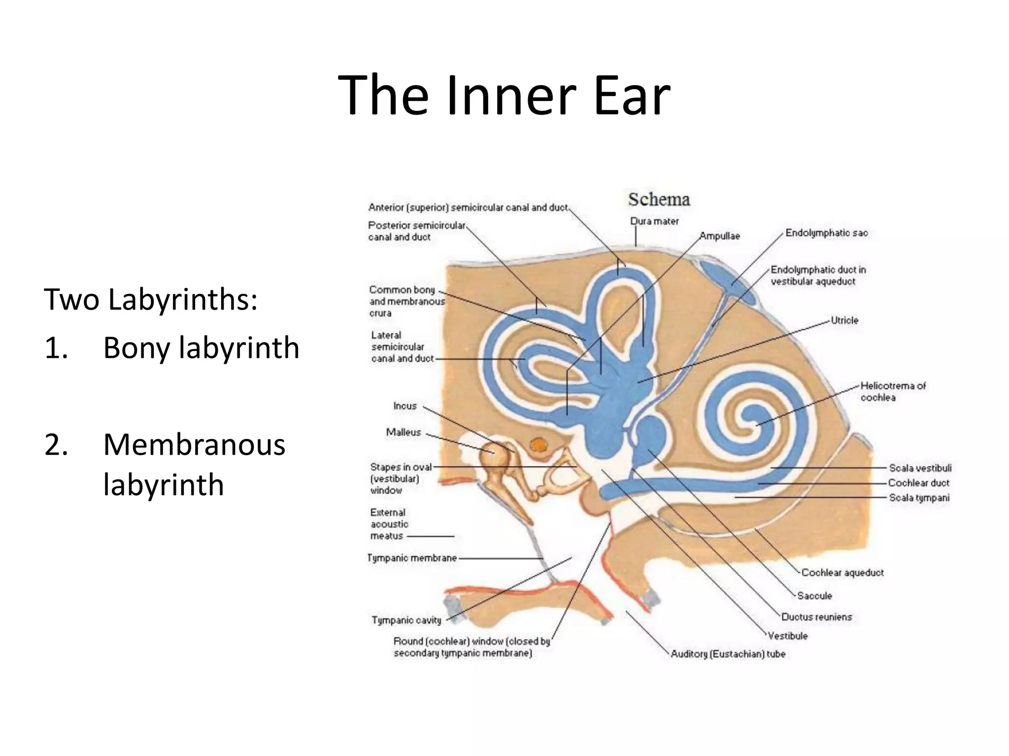 The Inner Ear


Two Labyrinths:
1. Bony labyrinth

2. Membranous
   labyrinth
 